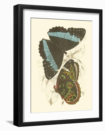 Jardine Butterflies VI-Sir William Jardine-Framed Art Print