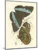 Jardine Butterflies VI-Sir William Jardine-Mounted Art Print