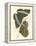 Jardine Butterflies VI-Sir William Jardine-Framed Stretched Canvas