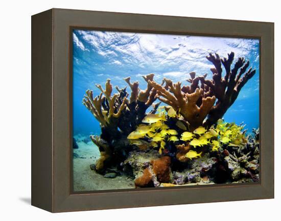 Jardines De La Reina, Cuba: Elkhorn Coral-Ian Shive-Framed Premier Image Canvas