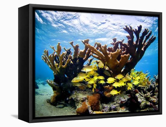 Jardines De La Reina, Cuba: Elkhorn Coral-Ian Shive-Framed Premier Image Canvas