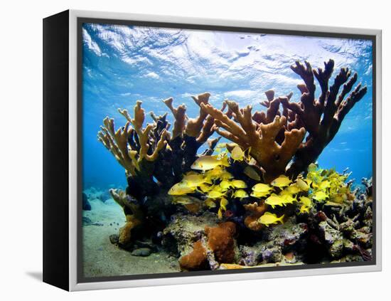 Jardines De La Reina, Cuba: Elkhorn Coral-Ian Shive-Framed Premier Image Canvas