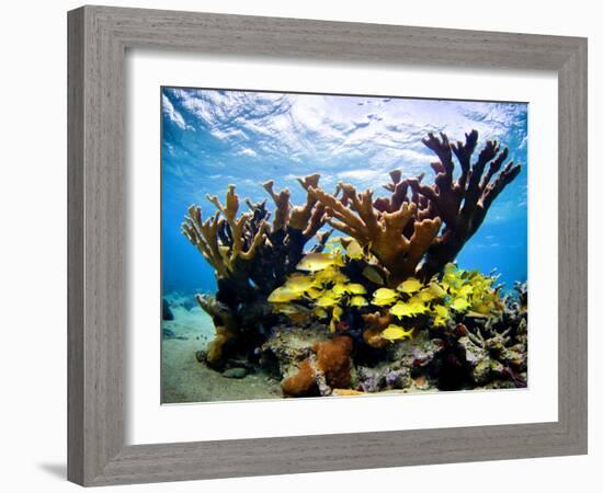 Jardines De La Reina, Cuba: Elkhorn Coral-Ian Shive-Framed Photographic Print