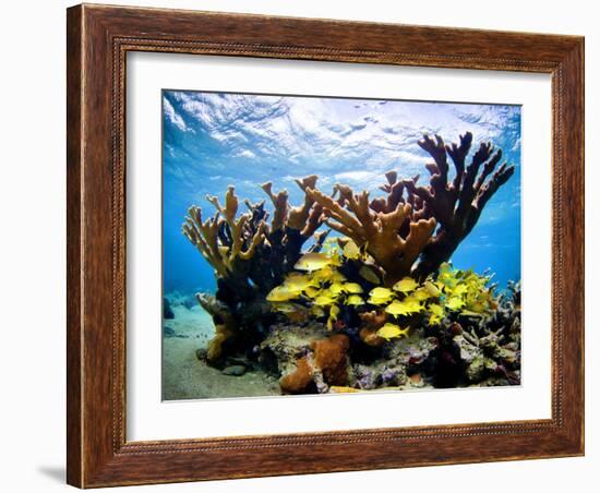 Jardines De La Reina, Cuba: Elkhorn Coral-Ian Shive-Framed Photographic Print