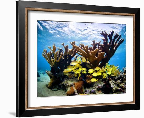 Jardines De La Reina, Cuba: Elkhorn Coral-Ian Shive-Framed Photographic Print