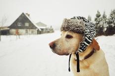 Labrador Retriever with Cap on His Head in Winter-Jaromir Chalabala-Mounted Photographic Print