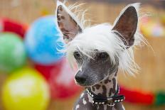 Portrait of Chinese Crested Dog - Copy Space-Jaromir Chalabala-Photographic Print
