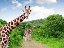 Giraffes in Kruger Park South Africa-jaroslava V-Framed Photographic Print