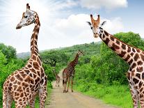 Giraffes in Kruger Park South Africa-jaroslava V-Photographic Print