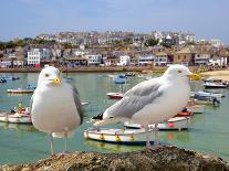 Seagulls in St Ives Harbour Cornwall England UK-jaroslava V-Photographic Print