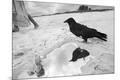 Photographic Print