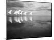 Photographic Print