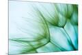 Premium Photographic Print