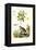 Jasmine, 1833-39-null-Framed Premier Image Canvas