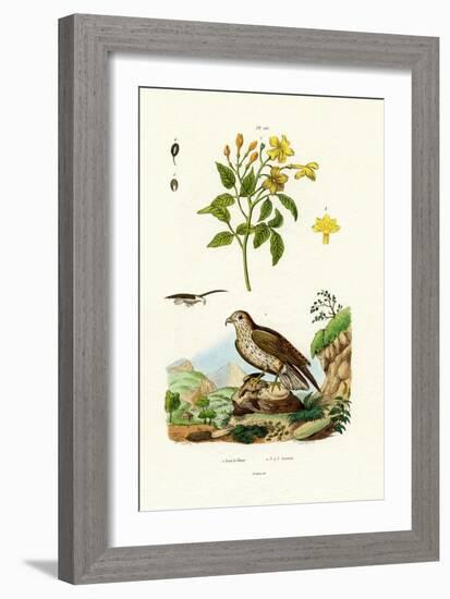 Jasmine, 1833-39-null-Framed Giclee Print