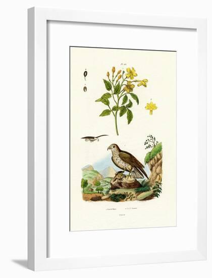 Jasmine, 1833-39-null-Framed Giclee Print