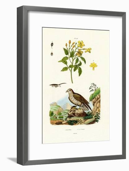 Jasmine, 1833-39-null-Framed Giclee Print