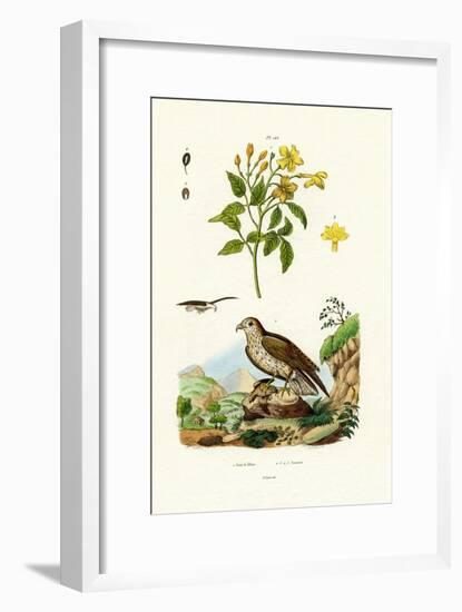 Jasmine, 1833-39-null-Framed Giclee Print