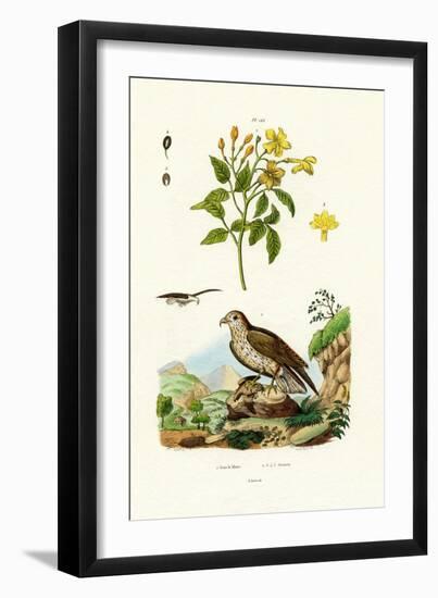Jasmine, 1833-39-null-Framed Giclee Print
