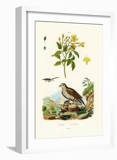 Jasmine, 1833-39-null-Framed Giclee Print