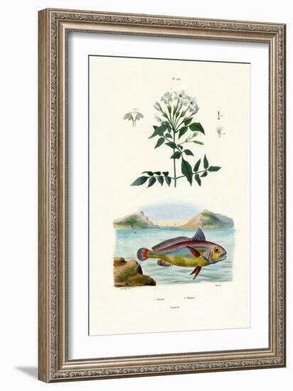 Jasmine, 1833-39-null-Framed Giclee Print