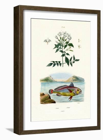 Jasmine, 1833-39-null-Framed Giclee Print