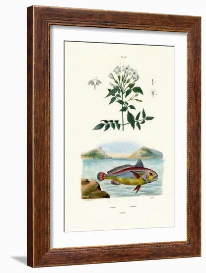 Jasmine, 1833-39-null-Framed Giclee Print