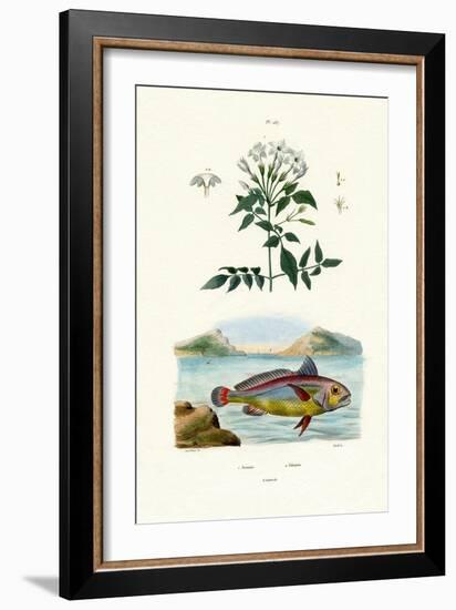 Jasmine, 1833-39-null-Framed Giclee Print