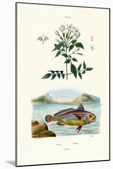 Jasmine, 1833-39-null-Mounted Giclee Print