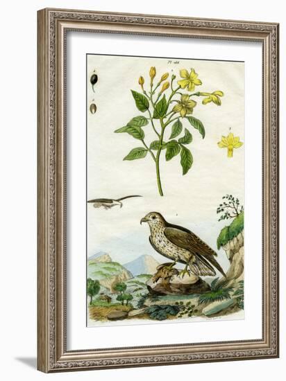 Jasmine and Short-Toed Eagle, 18th or 19th Century-Pedretti-Framed Giclee Print