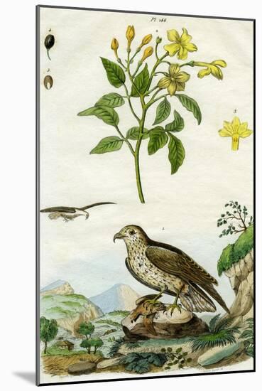 Jasmine and Short-Toed Eagle, 18th or 19th Century-Pedretti-Mounted Giclee Print