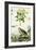 Jasmine and Short-Toed Eagle, 18th or 19th Century-Pedretti-Framed Giclee Print