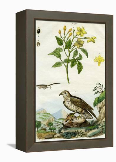 Jasmine and Short-Toed Eagle, 18th or 19th Century-Pedretti-Framed Premier Image Canvas