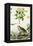 Jasmine and Short-Toed Eagle, 18th or 19th Century-Pedretti-Framed Premier Image Canvas