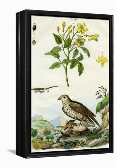 Jasmine and Short-Toed Eagle, 18th or 19th Century-Pedretti-Framed Premier Image Canvas