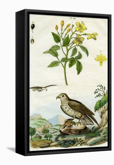 Jasmine and Short-Toed Eagle, 18th or 19th Century-Pedretti-Framed Premier Image Canvas