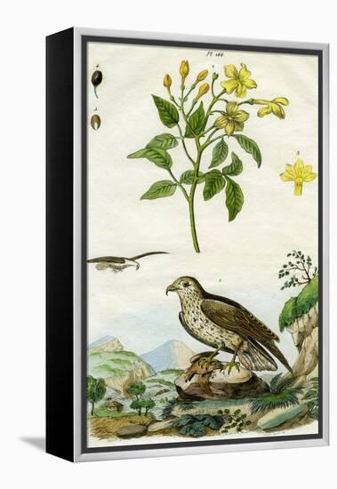 Jasmine and Short-Toed Eagle, 18th or 19th Century-Pedretti-Framed Premier Image Canvas