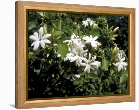 Jasmine Flowers in Bloom, Madagascar-Michele Molinari-Framed Premier Image Canvas