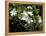 Jasmine Flowers in Bloom, Madagascar-Michele Molinari-Framed Premier Image Canvas