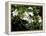 Jasmine Flowers in Bloom, Madagascar-Michele Molinari-Framed Premier Image Canvas