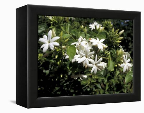 Jasmine Flowers in Bloom, Madagascar-Michele Molinari-Framed Premier Image Canvas