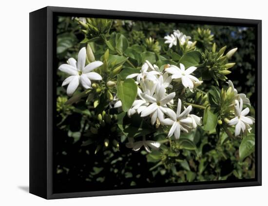 Jasmine Flowers in Bloom, Madagascar-Michele Molinari-Framed Premier Image Canvas