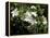 Jasmine Flowers in Bloom, Madagascar-Michele Molinari-Framed Premier Image Canvas