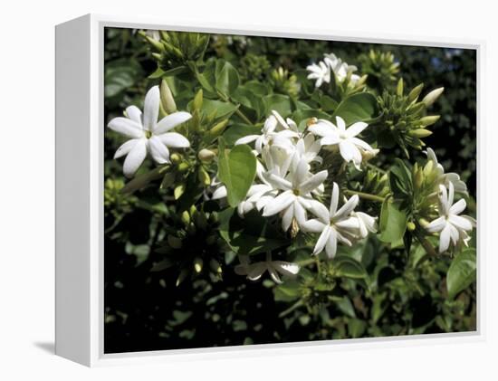 Jasmine Flowers in Bloom, Madagascar-Michele Molinari-Framed Premier Image Canvas