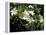 Jasmine Flowers in Bloom, Madagascar-Michele Molinari-Framed Premier Image Canvas
