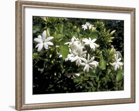 Jasmine Flowers in Bloom, Madagascar-Michele Molinari-Framed Photographic Print