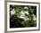 Jasmine Flowers in Bloom, Madagascar-Michele Molinari-Framed Photographic Print