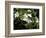 Jasmine Flowers in Bloom, Madagascar-Michele Molinari-Framed Photographic Print