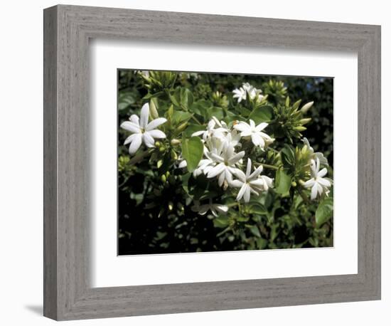 Jasmine Flowers in Bloom, Madagascar-Michele Molinari-Framed Photographic Print