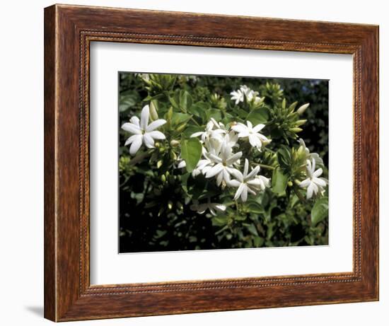 Jasmine Flowers in Bloom, Madagascar-Michele Molinari-Framed Photographic Print